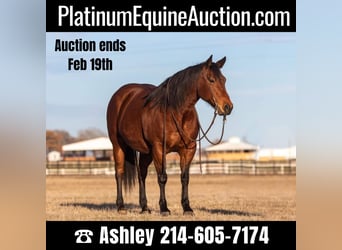 Quarter horse américain, Hongre, 14 Ans, 152 cm, Bai cerise, in Weatherford TX,