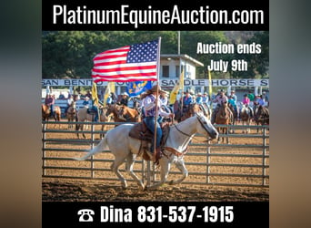 Quarter horse américain, Hongre, 13 Ans, 147 cm, Gris, in Paso Robles CA,