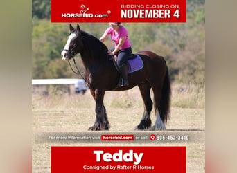 Cob Irlandese / Tinker / Gypsy Vanner, Castrone, 10 Anni, 160 cm, Baio ciliegia, in Whitesboro, TX,