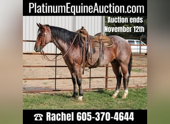 Quarter horse américain, Hongre, 13 Ans, 152 cm, Roan-Bay, in Rusk TX,