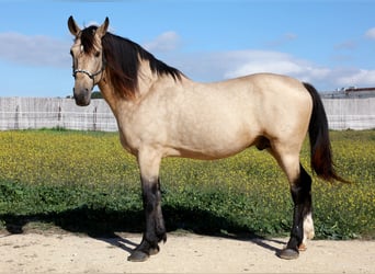 Lusitano, Stallion, 11 years, 16.1 hh, Buckskin, in Barbate (San Ambrosio),