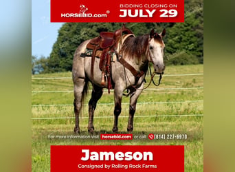 American Quarter Horse, Wallach, 7 Jahre, 155 cm, Schimmel, in Clarion, PA,