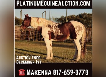 American Quarter Horse, Gelding, 11 years, 14.3 hh, Tobiano-all-colors, in Lipan TX,