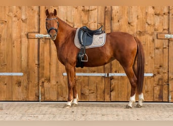 Deutsches Sportpferd, Stute, 5 Jahre, 167 cm, Fuchs, in Müncheberg