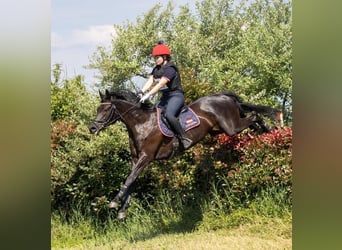 Wallach 11 Jahre