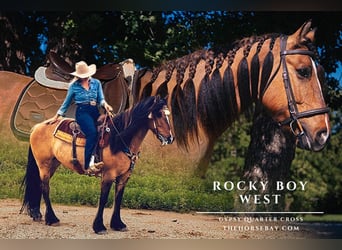 Tinker Mix, Ruin, 7 Jaar, 152 cm, Falbe, in Jacksboro, TX