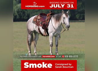 Quarter horse américain, Hongre, 6 Ans, 152 cm, Gris, in Carthage, TX,