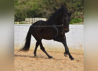 Andalusian, Stallion, 11 years, 16.2 hh, Brown, in Menorca,