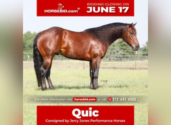 American Quarter Horse, Hengst, 5 Jaar, 147 cm, Roodbruin, in Leonard, TX,