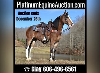 Tennessee Walking Horse, Wallach, 10 Jahre, 155 cm, Roan-Bay, in Salyersville KY,