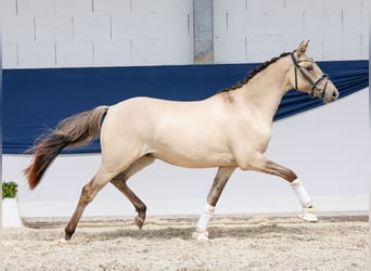 Duitse rijpony, Ruin, 2 Jaar, 141 cm, Falbe, in Marsberg