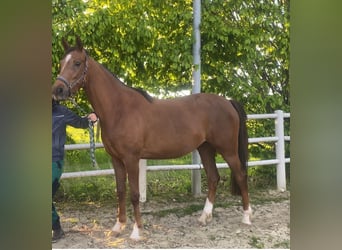Mare 3 years