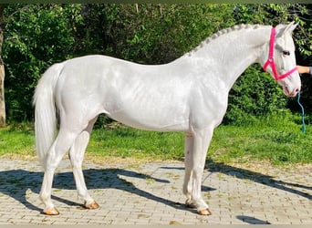 Meer ponys/kleine paarden, Merrie, 4 Jaar, 145 cm, Schimmel, in Deggendorf,