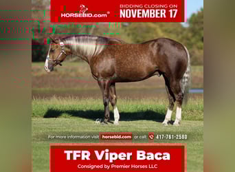 American Quarter Horse, Gelding, 5 years, 15 hh, Palomino, in Buffalo