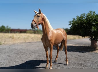 Koń andaluzyjski, Ogier, 2 lat, 160 cm, Izabelowata, in Mostoles