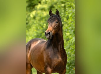 PRE, Stute, 9 Jahre, 160 cm, Brauner, in Feuchtwangen