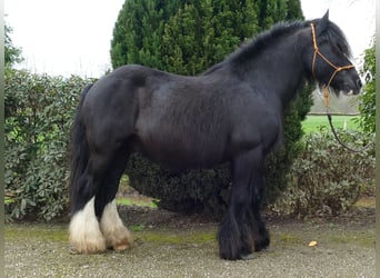 Gypsy Horse, Gelding, 9 years, 14.1 hh, Black, in Lathen,