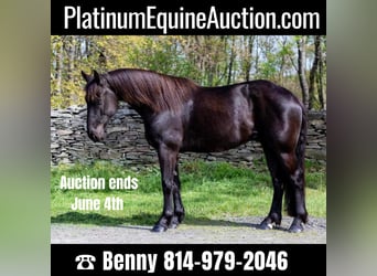 Draft Horse, Gelding, 6 years, 15.1 hh, Black, in Everett PA,