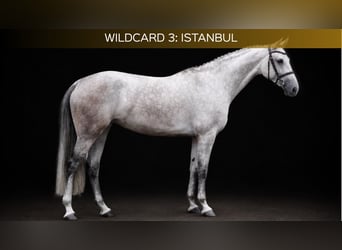 Westfale, Stute, 5 Jahre, 166 cm, Schimmel, in Zülpich