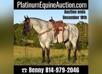 Quarter horse américain, Hongre, 16 Ans, 165 cm, Rouan Bleu, in Greenville Ky,