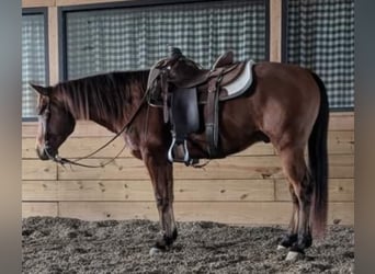 Draft Horse, Gelding, 21 years, 16 hh, Tobiano-all-colors, in walkerton IN,