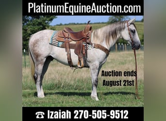 American Quarter Horse, Wallach, 8 Jahre, 152 cm, Schimmel, in Sonora Ky,