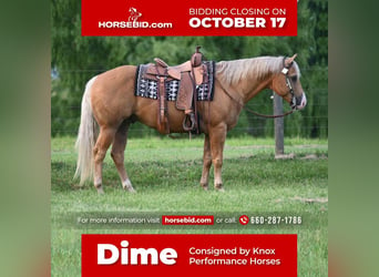 Quarter horse américain, Hongre, 10 Ans, 152 cm, Palomino, in Sedalia, MO,