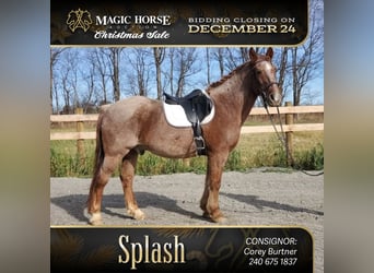 Sonstige Rassen Mix, Wallach, 12 Jahre, 142 cm, Roan-Red, in Somerset,