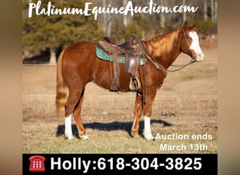 Quarter horse américain, Hongre, 9 Ans, 152 cm, Alezan, in Greenville, KY,