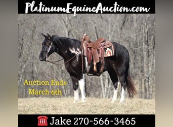 Missouri Foxtrotter, Gelding, 7 years, Tobiano-all-colors, in Jamestown, KY,