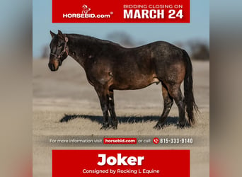 American Quarter Horse, Ruin, 12 Jaar, 155 cm, Roan-Blue, in Joy, IL,