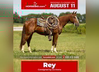 American Quarter Horse, Gelding, 3 years, 14,2 hh, Sorrel, in Decorah, IA