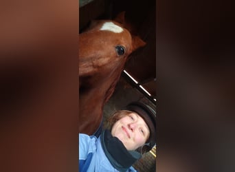 2-3 mal im Monat Reitbeteiligung 