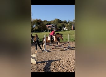 2 zuverlässige Reiterinnen suchen Ponys / Pferde