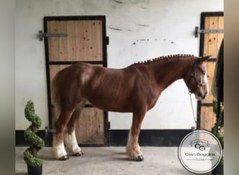 Cob, Mare, 5 years, 13.1 hh, Chestnut, in Knock,
