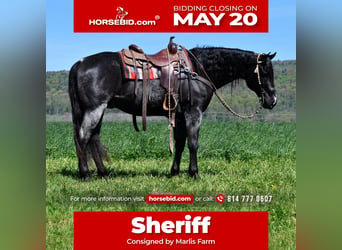 American Quarter Horse, Gelding, 11 years, 15.3 hh, Roan-Blue, in Rebersburg,