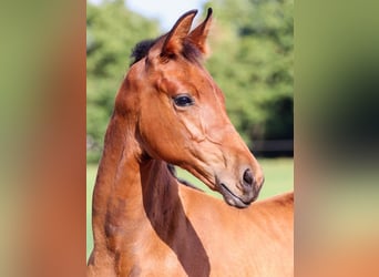 Hanoverian, Stallion, 1 year, Brown, in Calau,