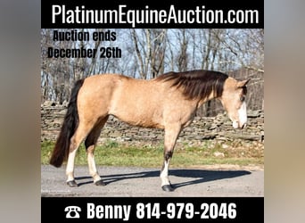 Tennessee walking horse, Jument, 13 Ans, 145 cm, Buckskin, in Everette PA,