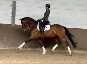 Oldenburg, Gelding, 7 years, 16.1 hh, Brown, in Lohne (Oldenburg)