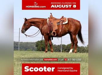 Quarter horse américain, Hongre, 8 Ans, 140 cm, Alezan cuivré, in Mt Vernon, MO,