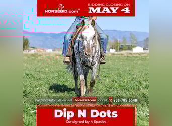 Appaloosa, Gelding, 5 years, 14 hh, , in Rigby