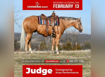 Quarter horse américain, Hongre, 10 Ans, Palomino, in Sedalia, MO,