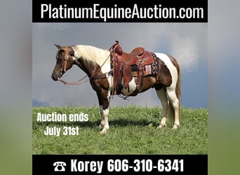 Spotted Saddle Horse, Hongre, 13 Ans, 150 cm, Tobiano-toutes couleurs, in Whitley City KY,