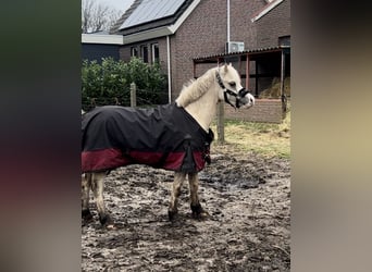 Welsh-A, Jument, 10 Ans, 116 cm, Palomino, in EMMEN,