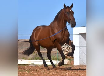 Andalusiër, Merrie, 4 Jaar, 170 cm, Bruin, in Menorca,