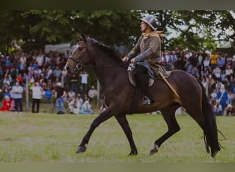 Polnisches Halbblut, Stute, 9 Jahre, 170 cm, Dunkelbrauner, in Gorlitz