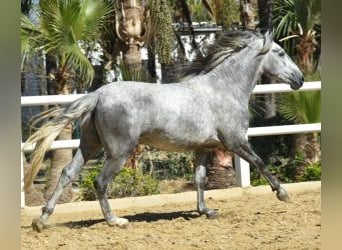 PRE Mix, Stallion, 3 years, 15.2 hh, Gray, in Malaga,
