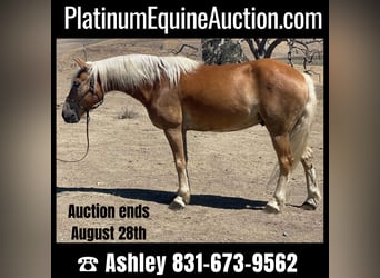 American Quarter Horse, Wallach, 9 Jahre, 147 cm, Rotfuchs, in Bitterwater CA,