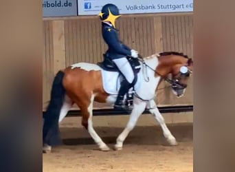 Weitere Ponys/Kleinpferde, Wallach, 19 Jahre, 130 cm, Schecke, in Schwäbisch Gmünd,