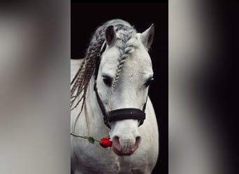 Welsh A (Mountain Pony), Gelding, 17 years, 10.2 hh, Gray, in Nordhorn,